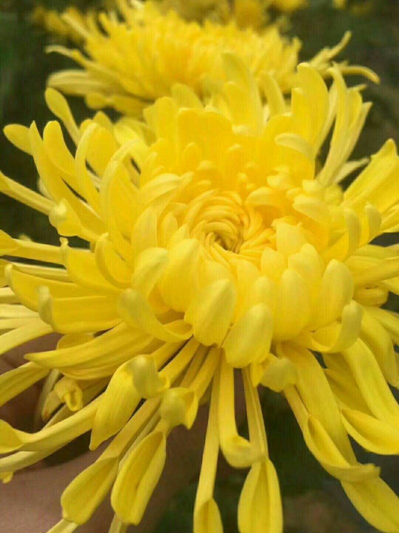 贵州高原金丝皇菊