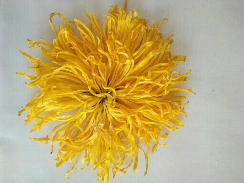 贵州高原金丝皇菊