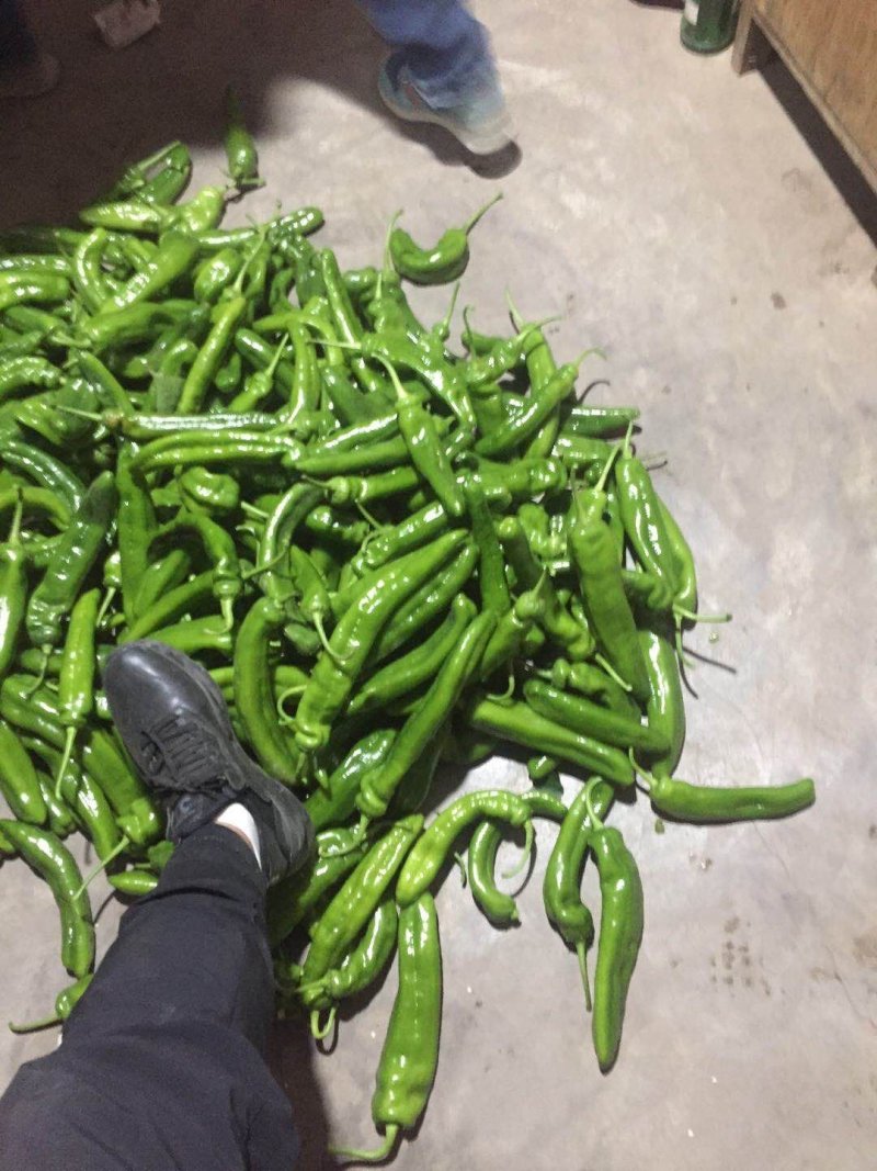 我市场大量牛角椒还有一部分芹菜上市颜色好15到20厘米