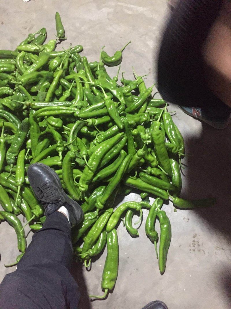 我市场大量牛角椒还有一部分芹菜上市颜色好15到20厘米