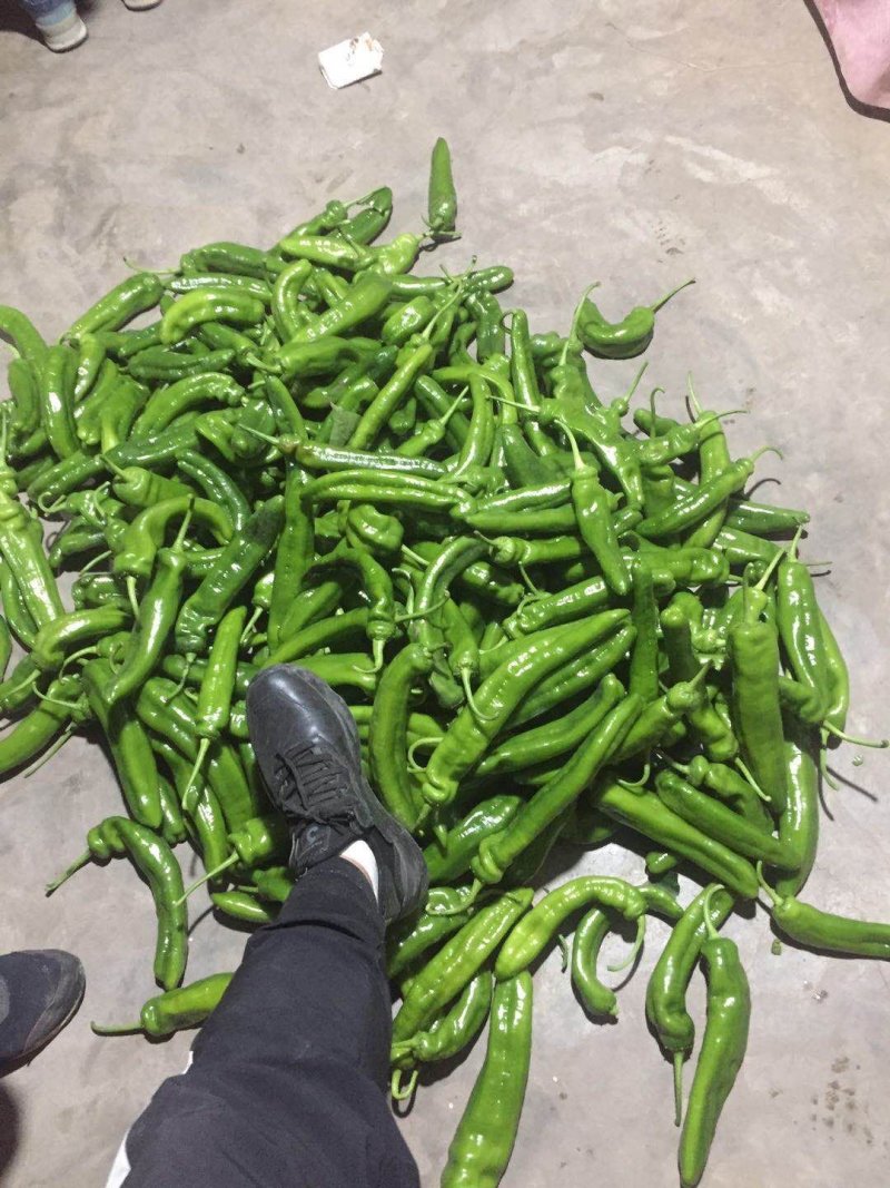 我市场大量牛角椒还有一部分芹菜上市颜色好15到20厘米