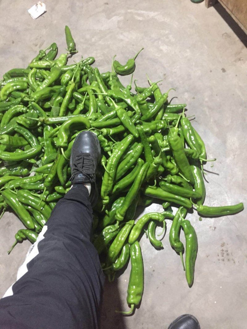 我市场大量牛角椒还有一部分芹菜上市颜色好15到20厘米