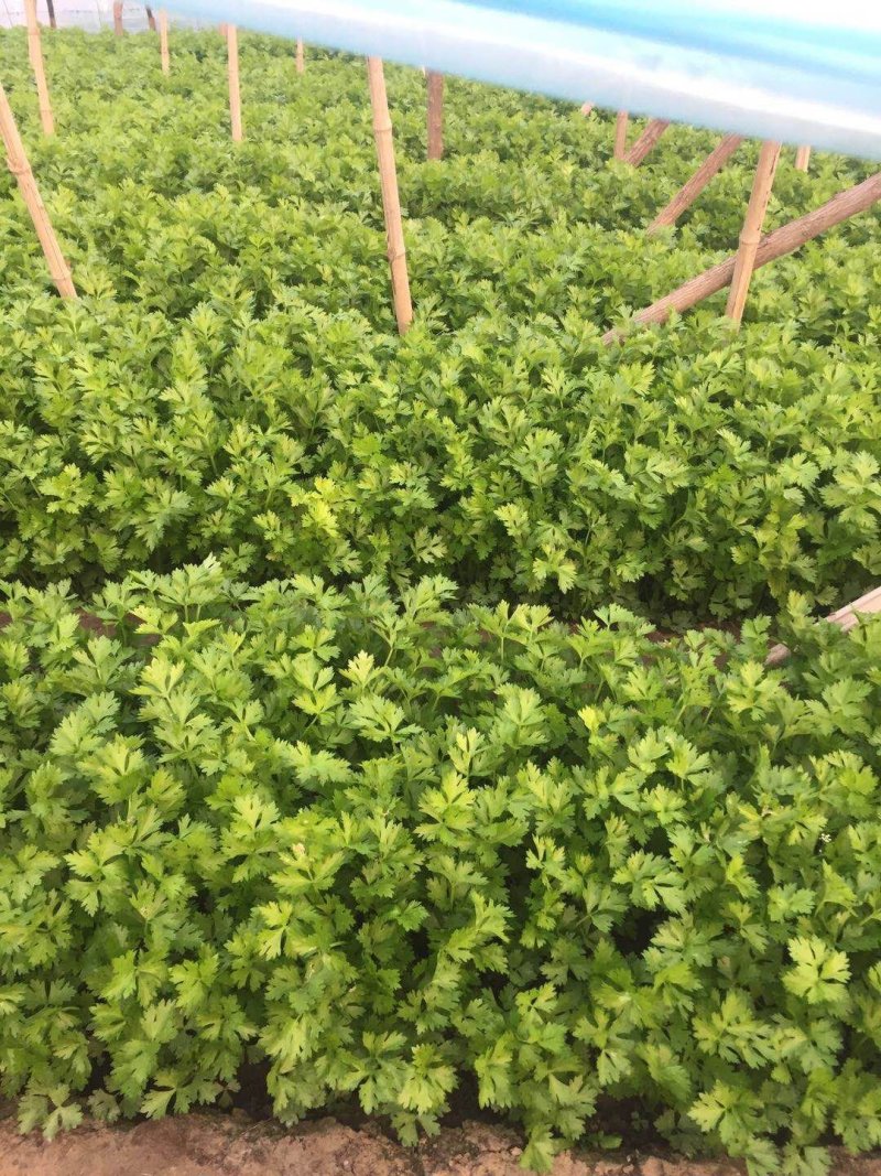 我市场大量牛角椒还有一部分芹菜上市颜色好15到20厘米