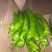 我市场大量牛角椒还有一部分芹菜上市颜色好15到20厘米
