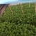 我市场大量牛角椒还有一部分芹菜上市颜色好15到20厘米