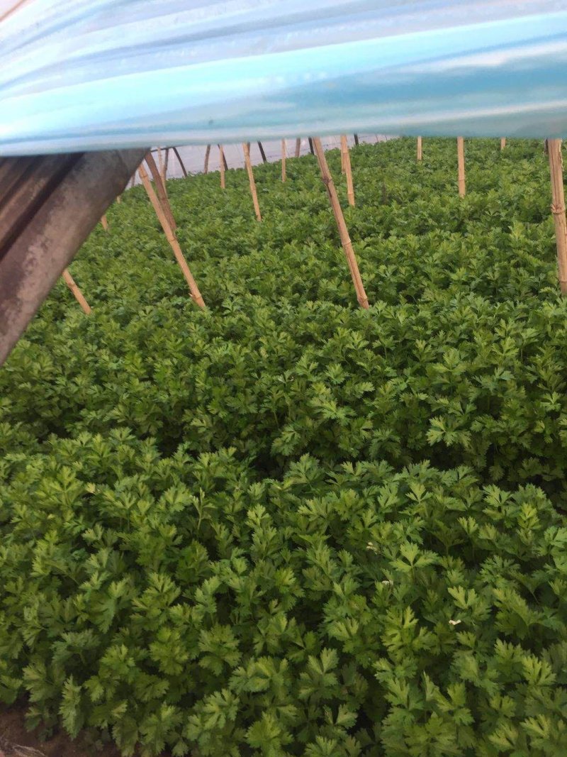 我市场大量牛角椒还有一部分芹菜上市颜色好15到20厘米