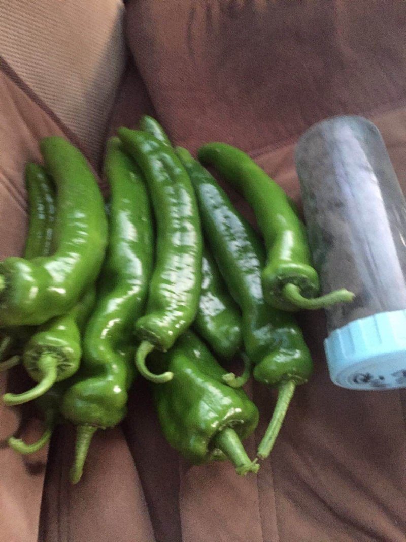 我市场大量牛角椒还有一部分芹菜上市颜色好15到20厘米