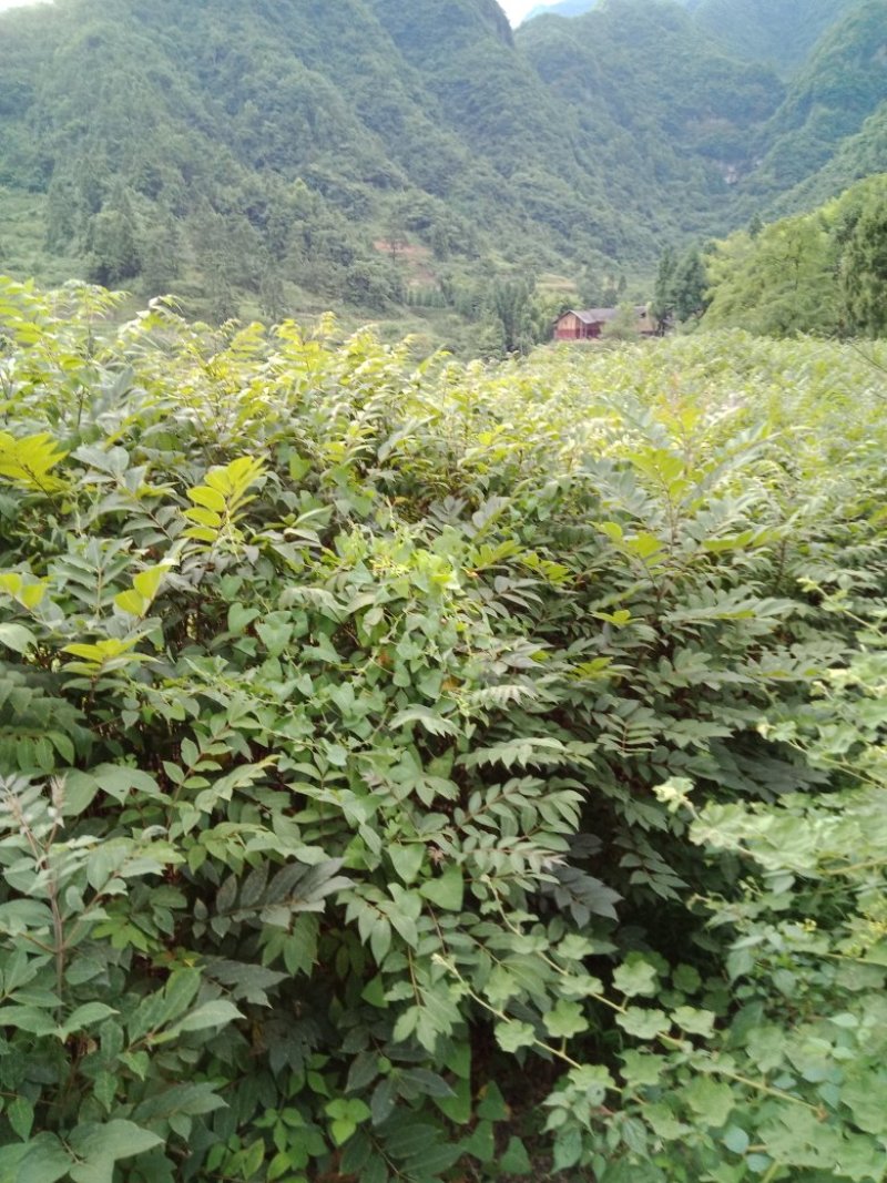 黄柏苗
