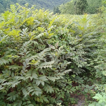 黄柏苗