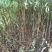 黄柏苗