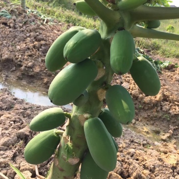 大白木瓜
