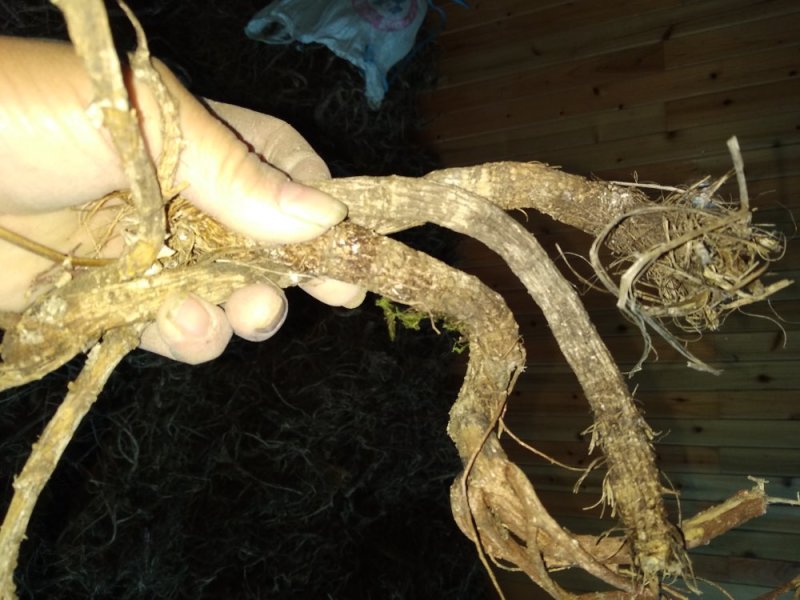 贵州铜仁无硫野生中药材紫花信前胡干货毛前胡生货非白花前胡