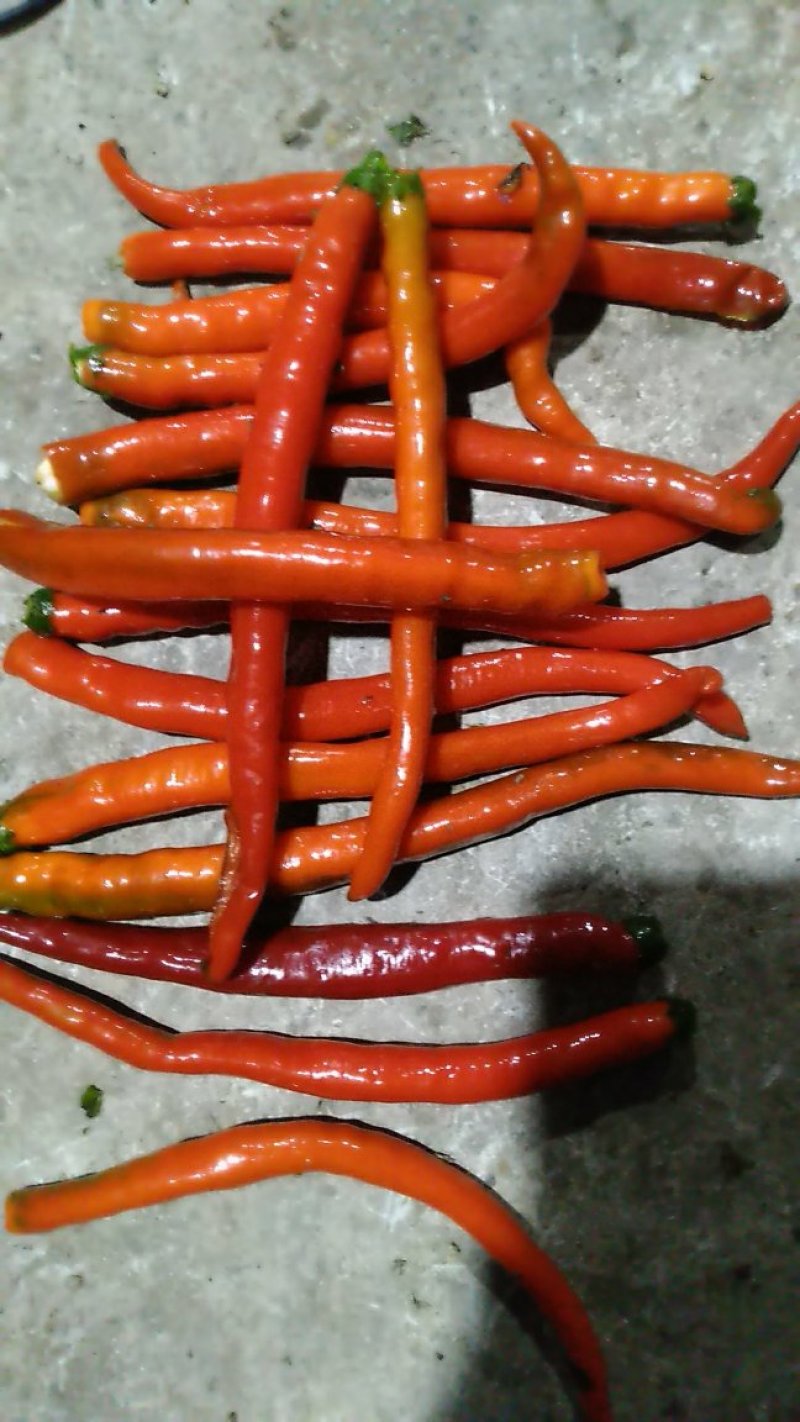 鲜红辣椒二荆条辣椒