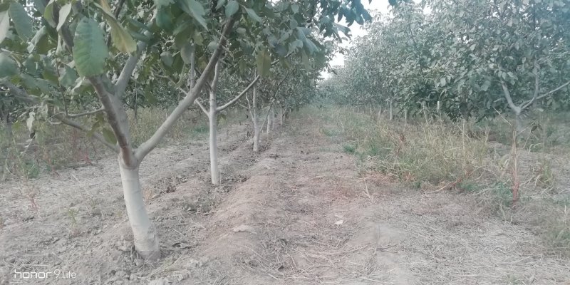 占地核桃树紧急处理，各种规格都有