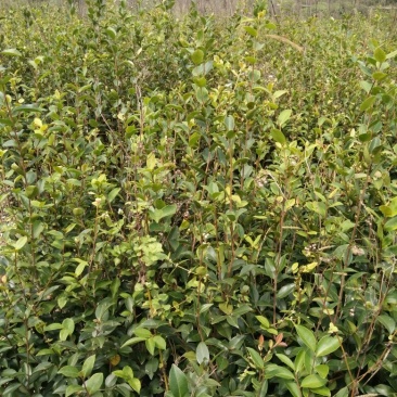 油茶苗产地直销可供线上线下交易