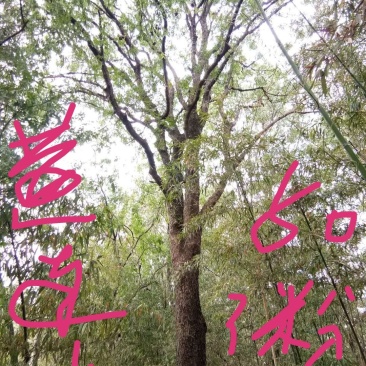 黄连木