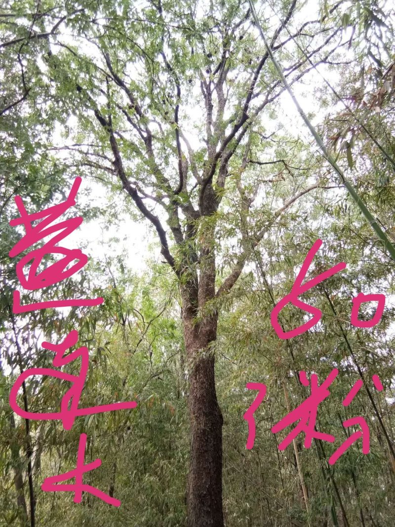 黄连木
