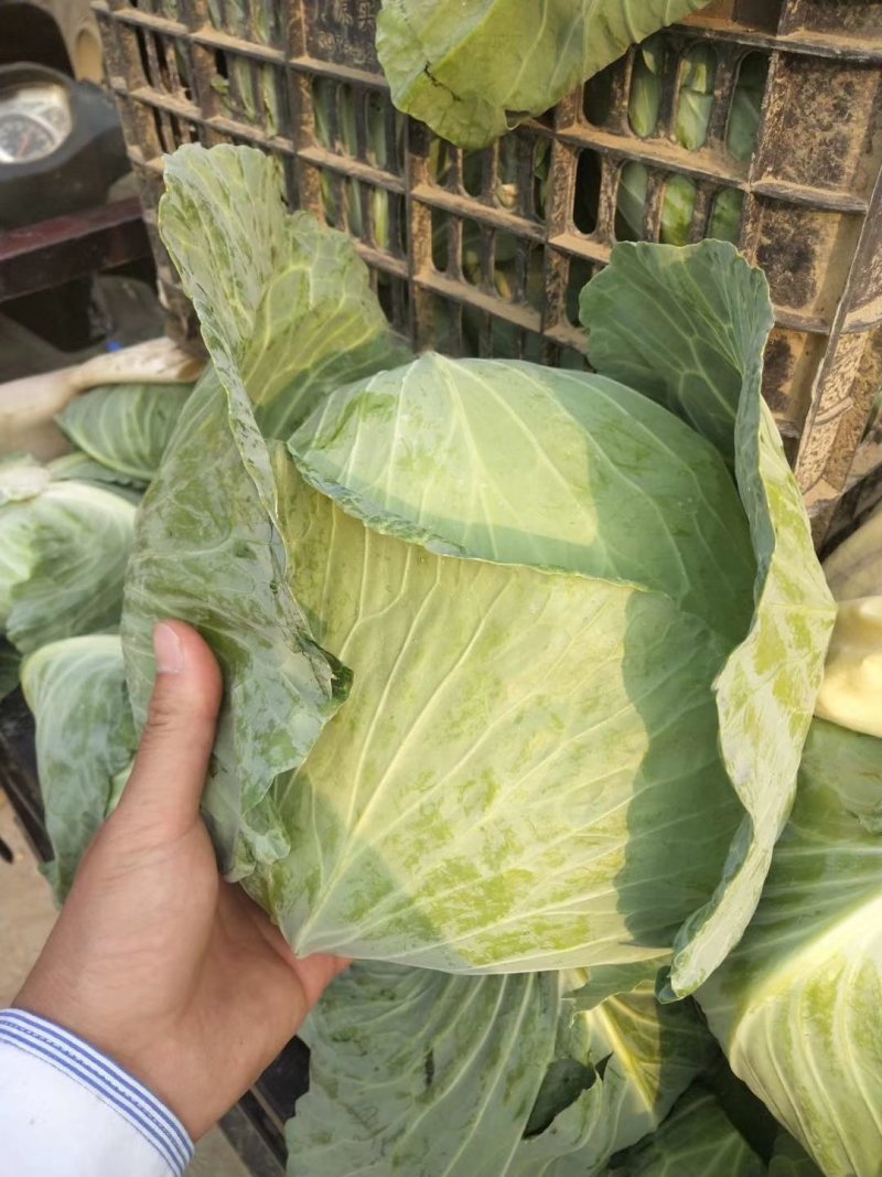 扁包菜