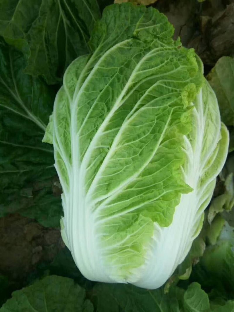 扁包菜