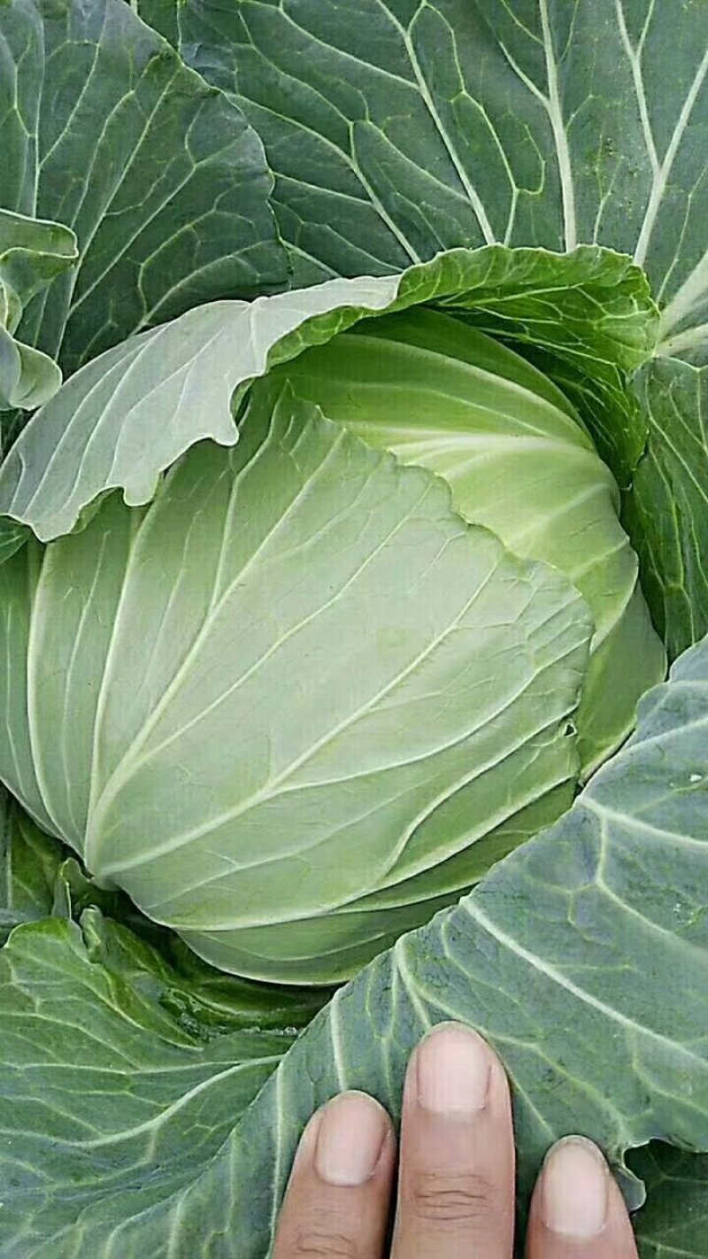 扁包菜