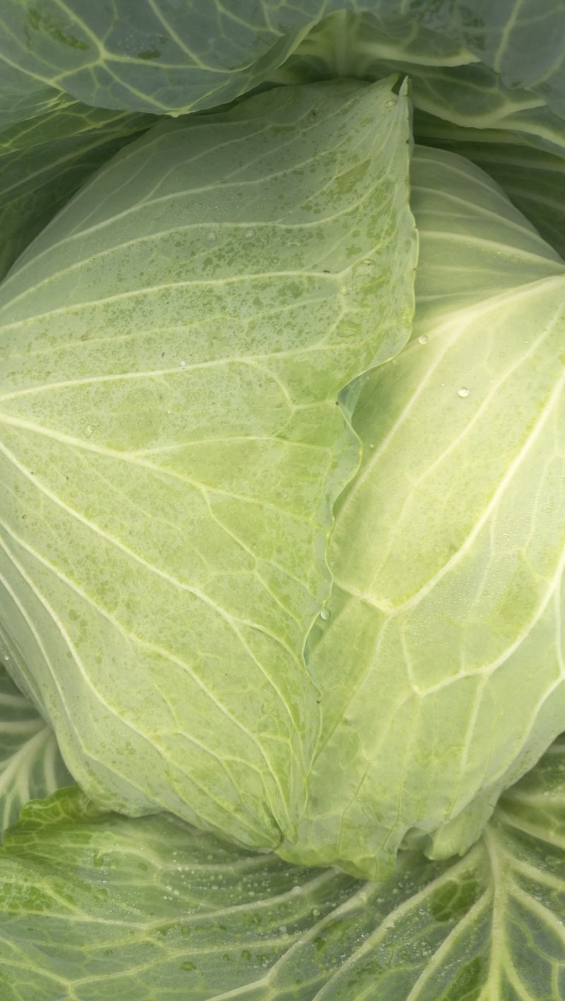 扁包菜