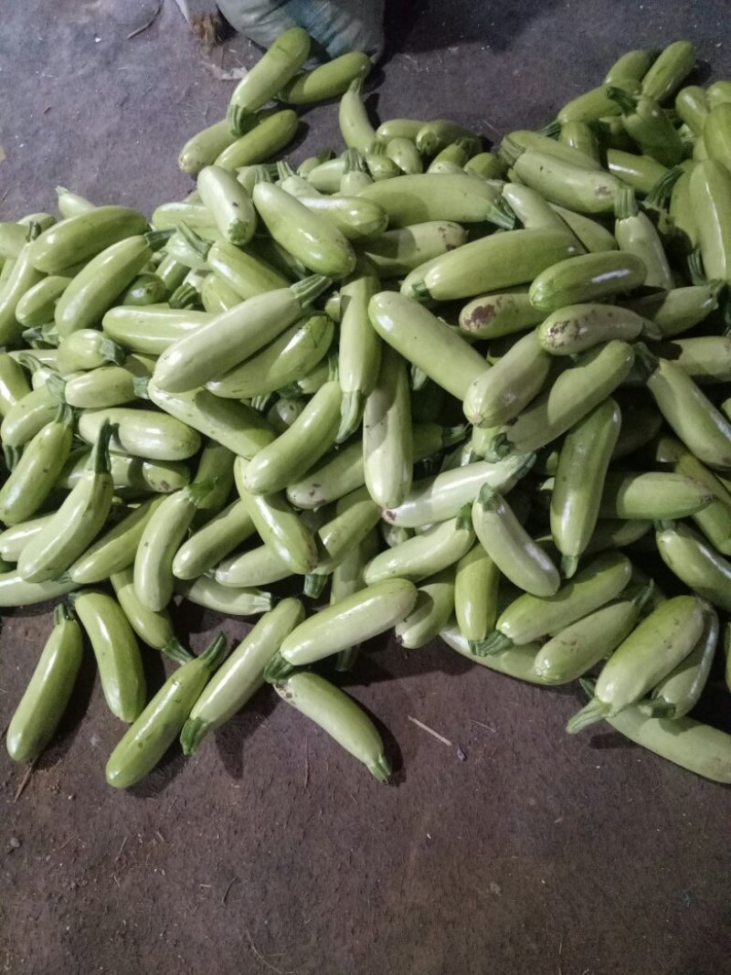 绿皮西葫芦0.8斤以上