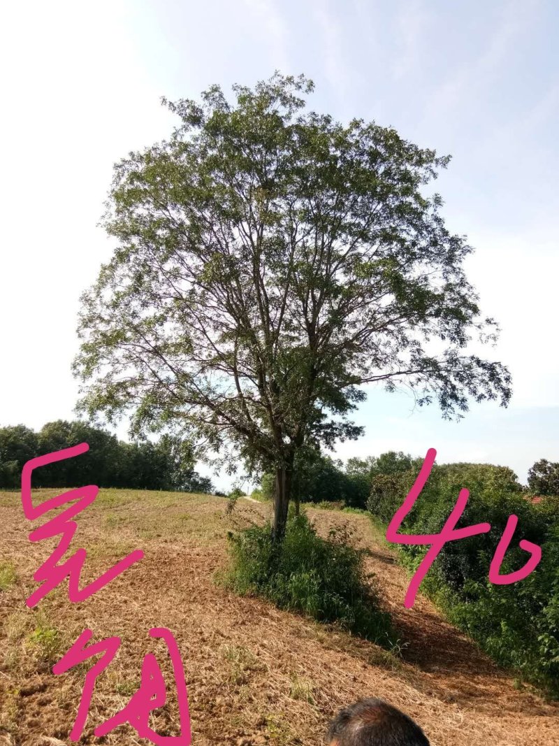 皂角树