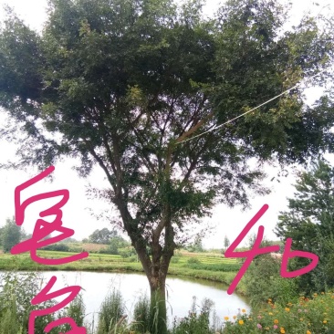 皂角树