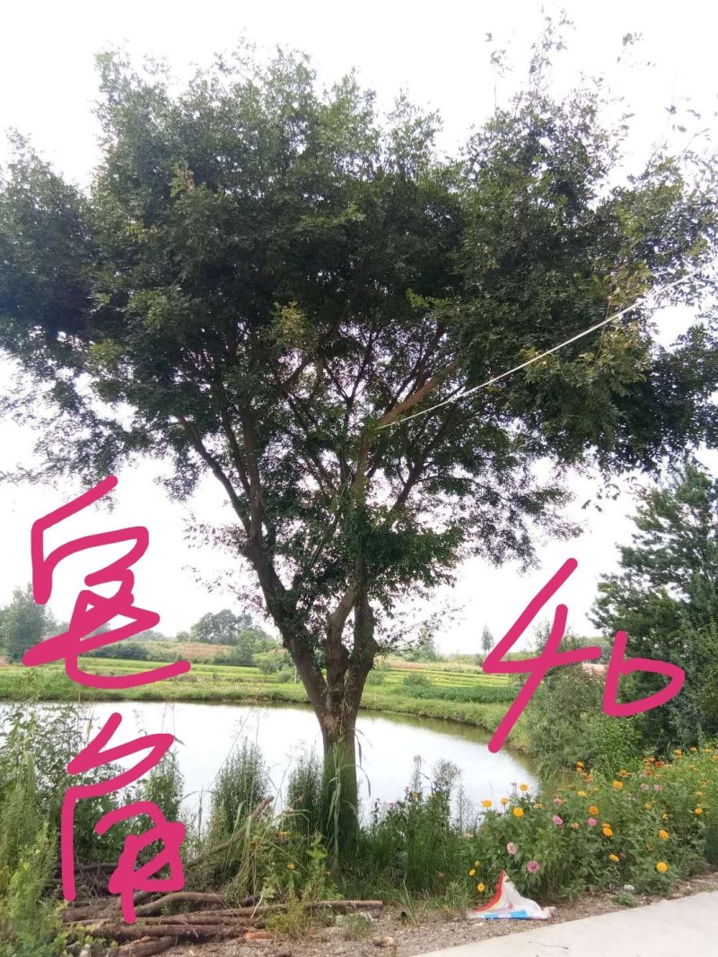 皂角树