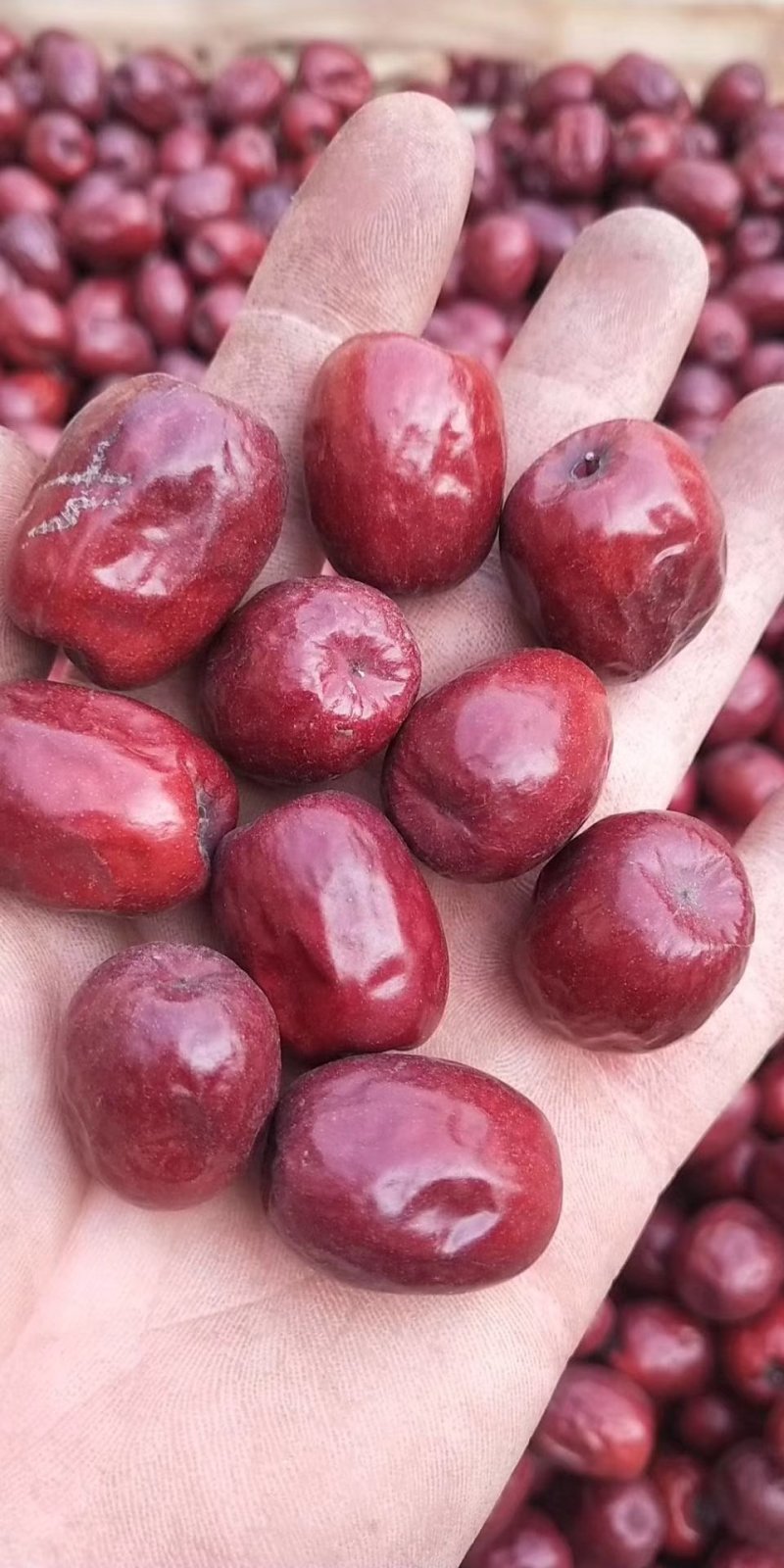 稷山板枣，皮薄，含糖量高，拜开拉丝，跟黑糖差不多，