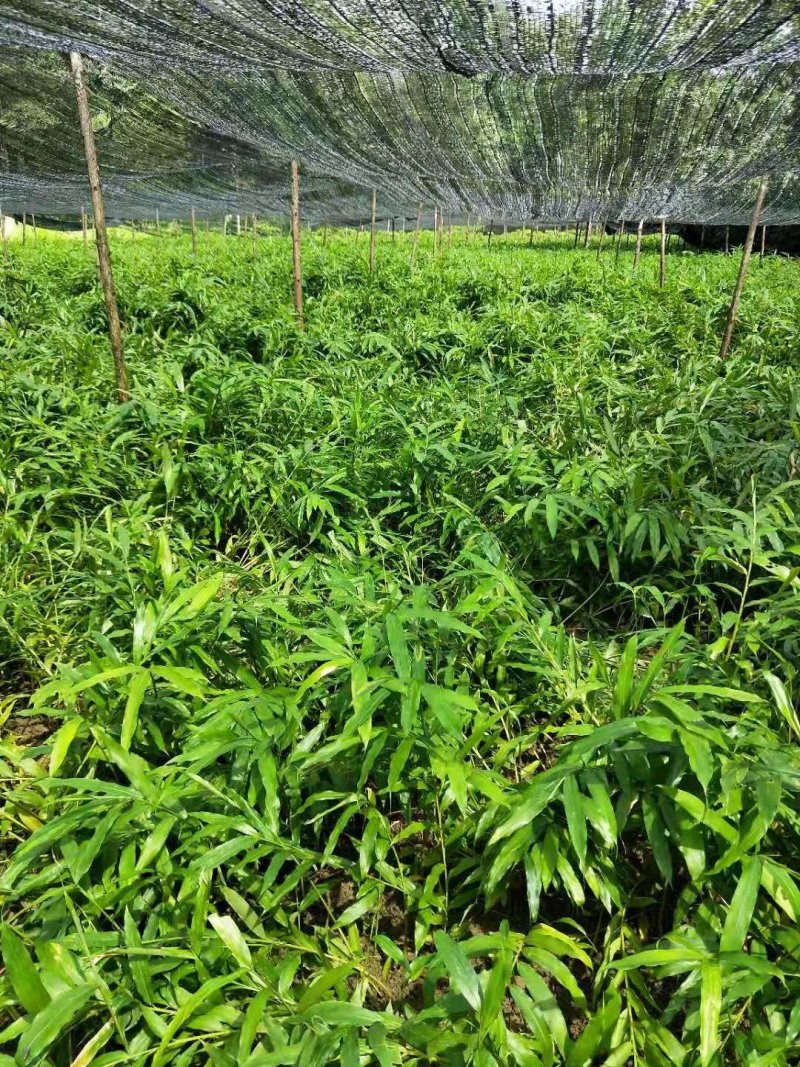 云南砂仁基地直供苗砂仁苗