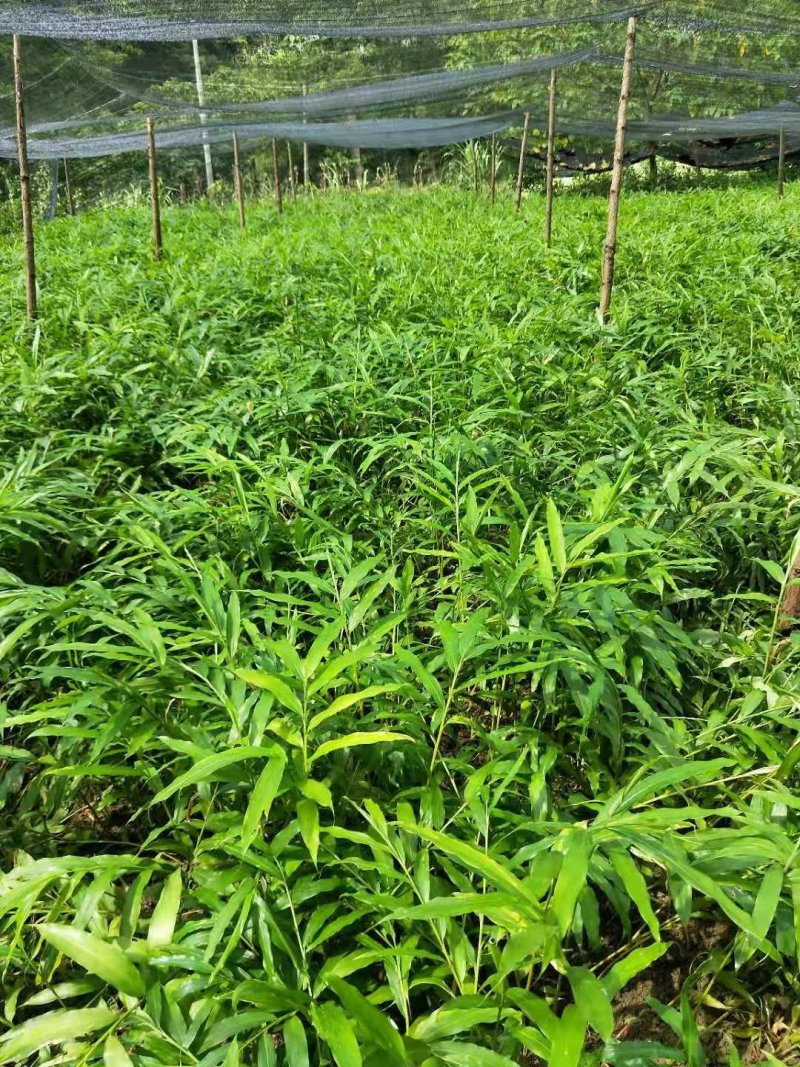 云南砂仁基地直供苗砂仁苗