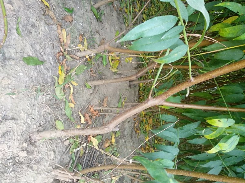 占地桃树2-3公分桃树，1公分1年毛苗基地直发质量保证