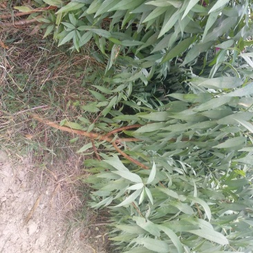 占地桃树2-3公分桃树，1公分1年毛苗基地直发质量保证
