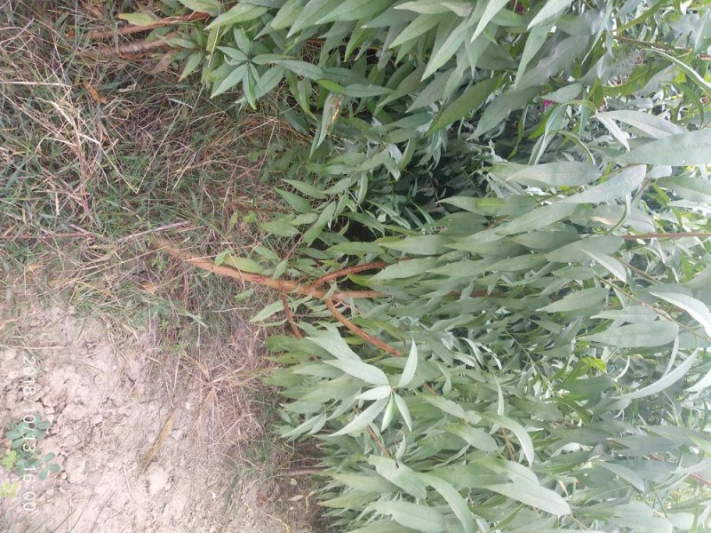 占地桃树2-3公分桃树，1公分1年毛苗基地直发质量保证