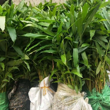 云南砂仁基地直供苗砂仁苗