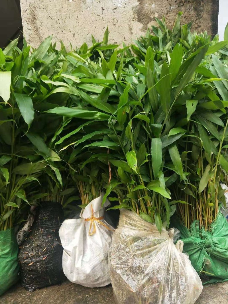 云南砂仁基地直供苗砂仁苗