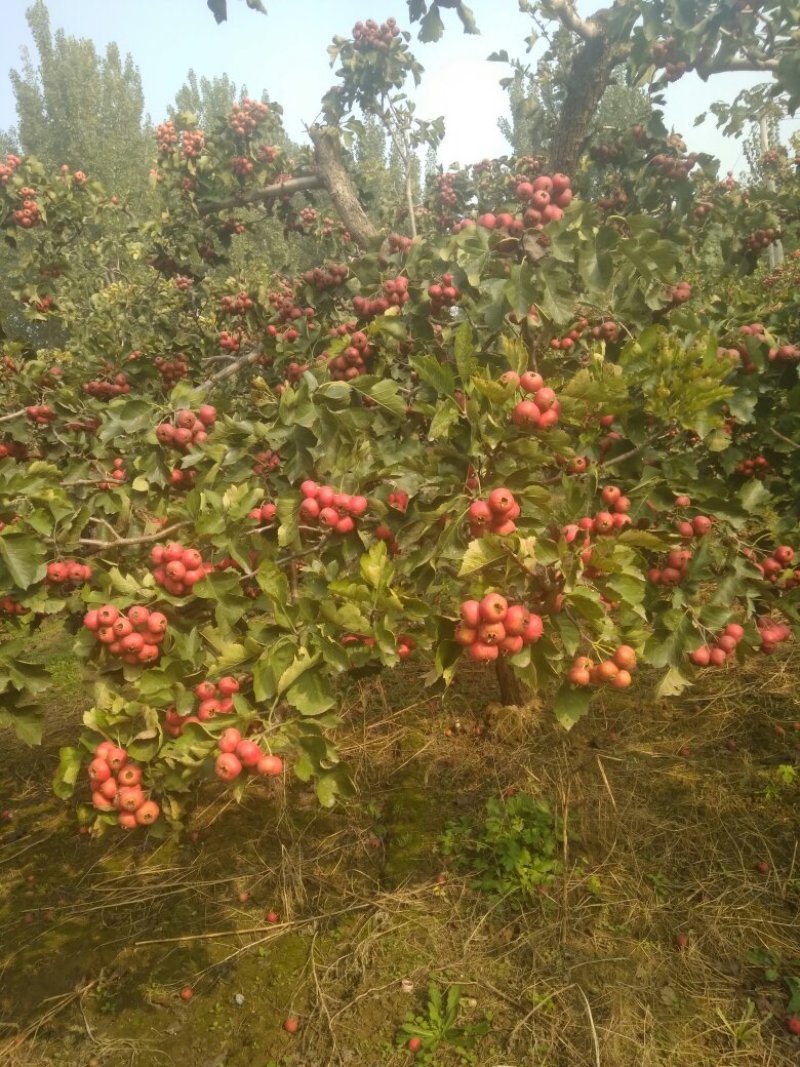 山楂果鲜山楂大金星糖葫芦原料批发