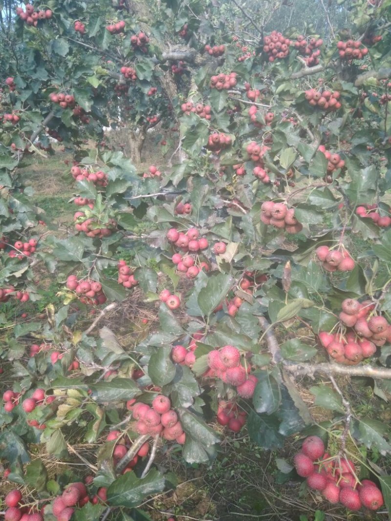 山楂果鲜山楂大金星糖葫芦原料批发