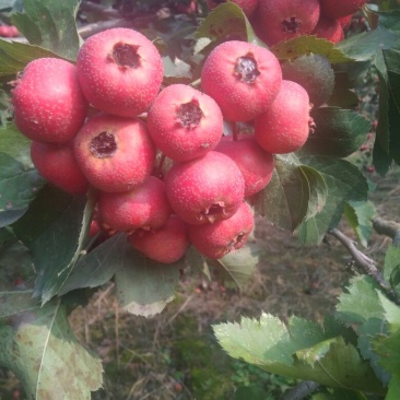 山楂果鲜山楂大金星糖葫芦原料批发