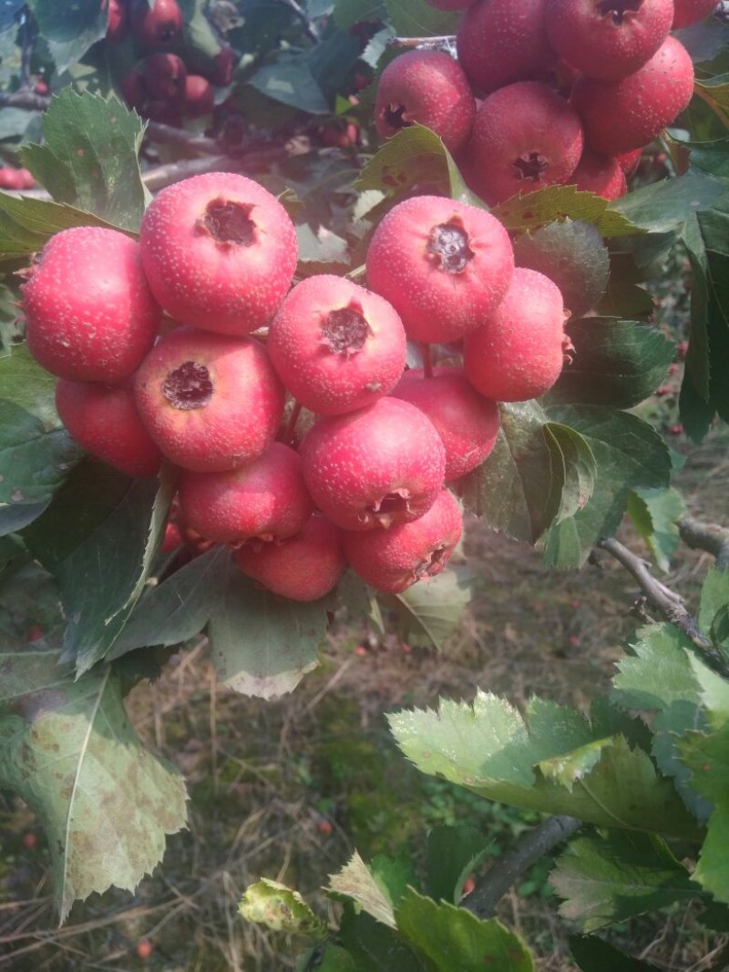 山楂果鲜山楂大金星糖葫芦原料批发