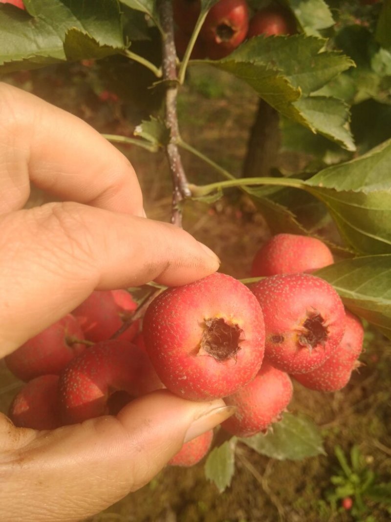 山楂果鲜山楂大金星糖葫芦原料批发
