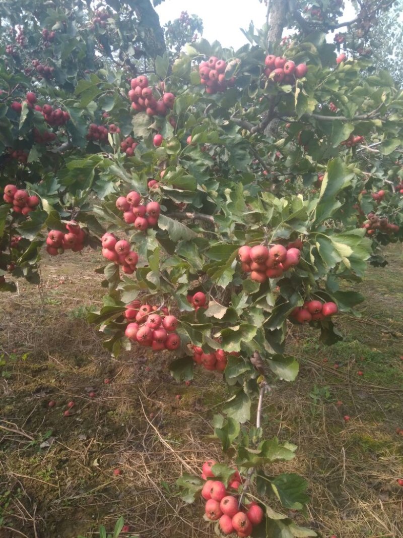 山楂果鲜山楂大金星糖葫芦原料批发
