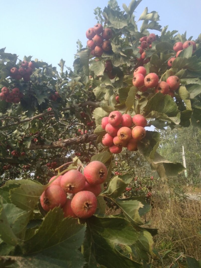 山楂果鲜山楂大金星糖葫芦原料批发