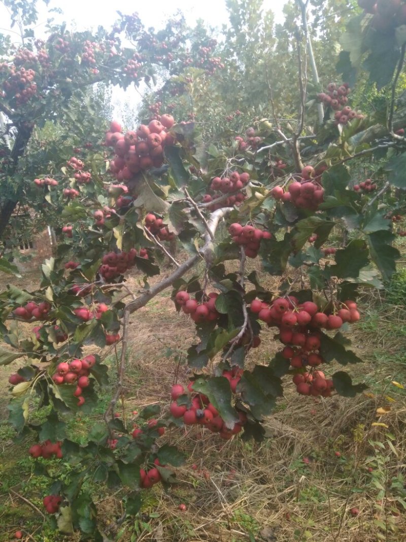 山楂果鲜山楂大金星糖葫芦原料批发