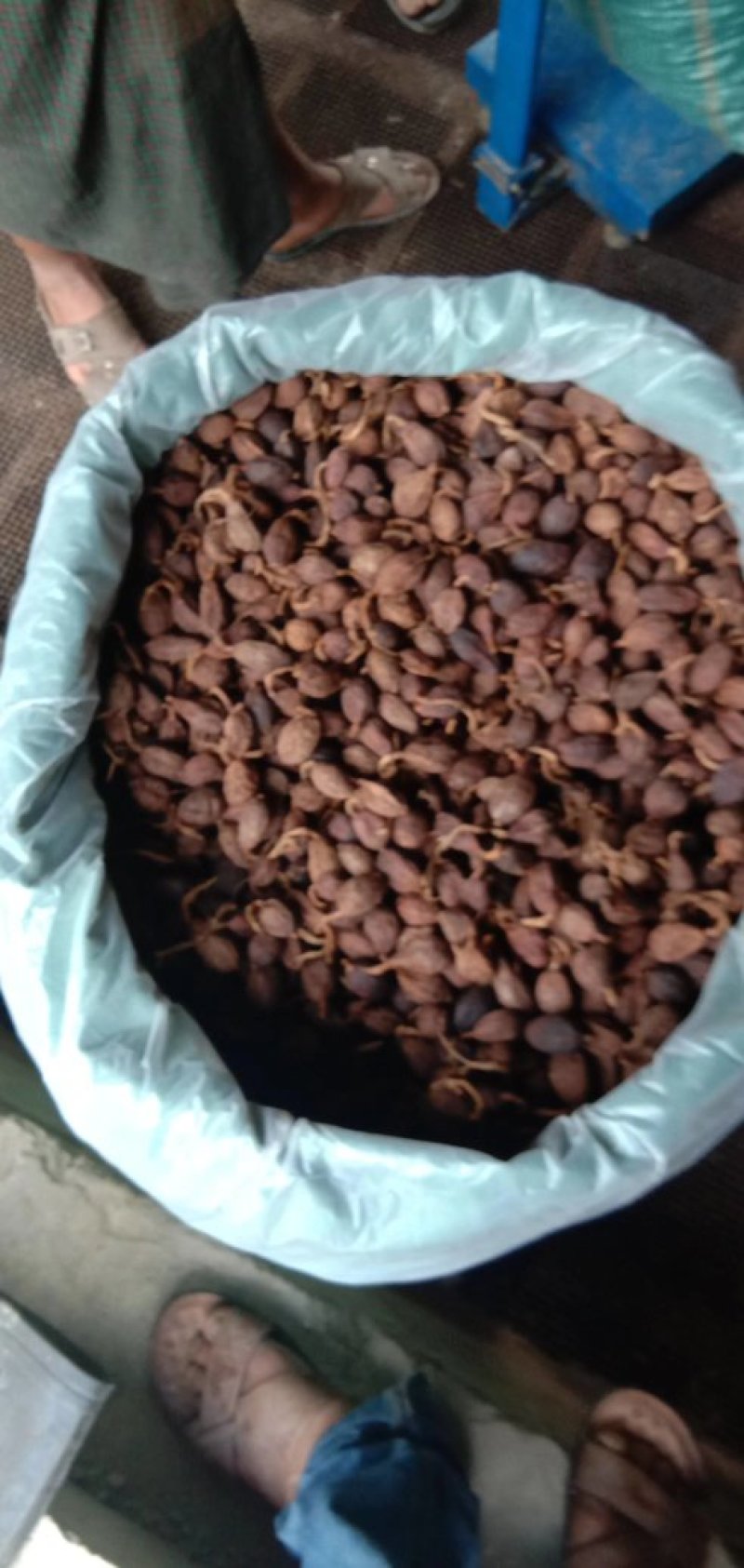 【热销中】云南精品草果产地直发货源充足欢迎咨询