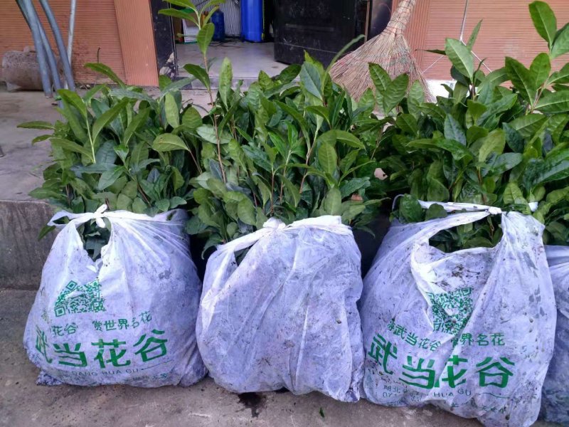 茶树种苗带土球的苗