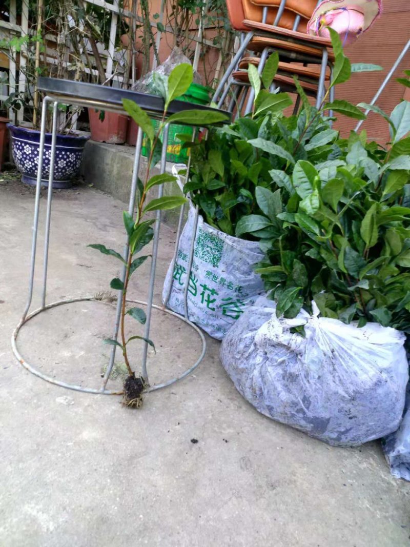 茶树种苗带土球的苗