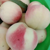冬桃（人间仙桃），颜色鲜艳，口感甜，耐运输