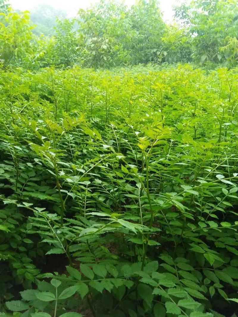 优质大红袍花椒苗，保成活。最适合山地种植，产量高，易管理